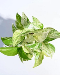 Harmony Bundle of 5 Money Plants with Pots (N'joy, Marble, Green, Green Variegated, Neon - set of 5) - plant store® 