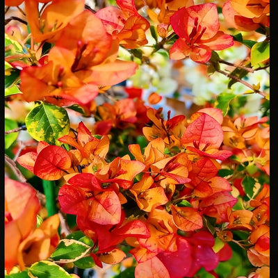 Orange Glow Bougainvillea
