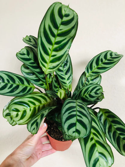 Calathea Burle Marxii