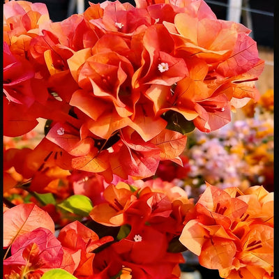 Orange Glow Bougainvillea