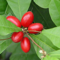 Miracle Berry/Fruit Grafted Tree