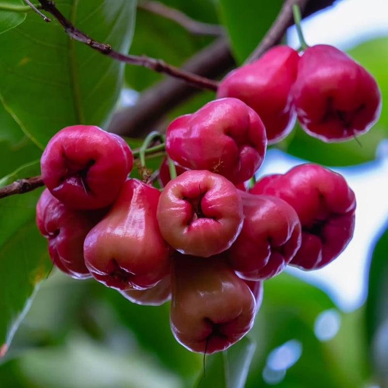 Mini Red Water Apple Grafted Tree