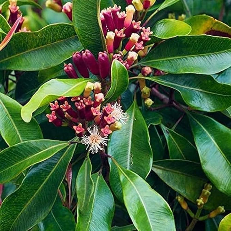 Clove (Laung) Grafted Tree
