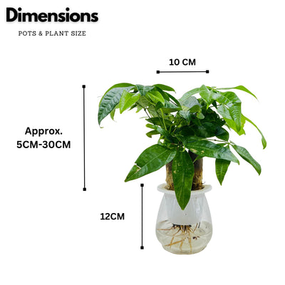 Aquatic Pachira Money Tree