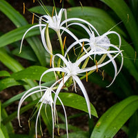 Spider Lily Bulbs - White