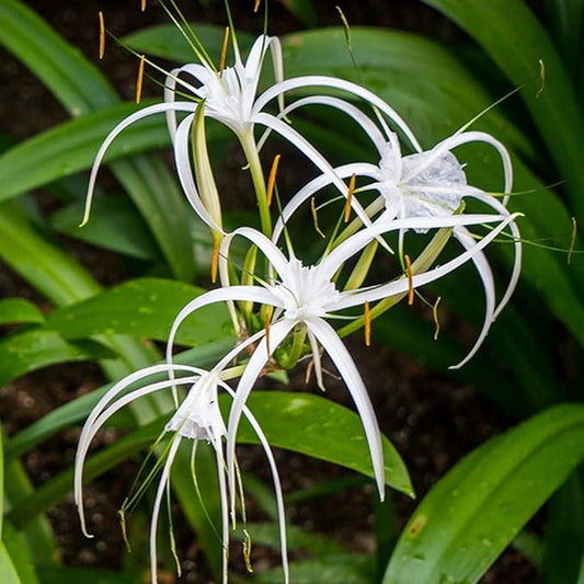 Spider Lily Bulbs - White