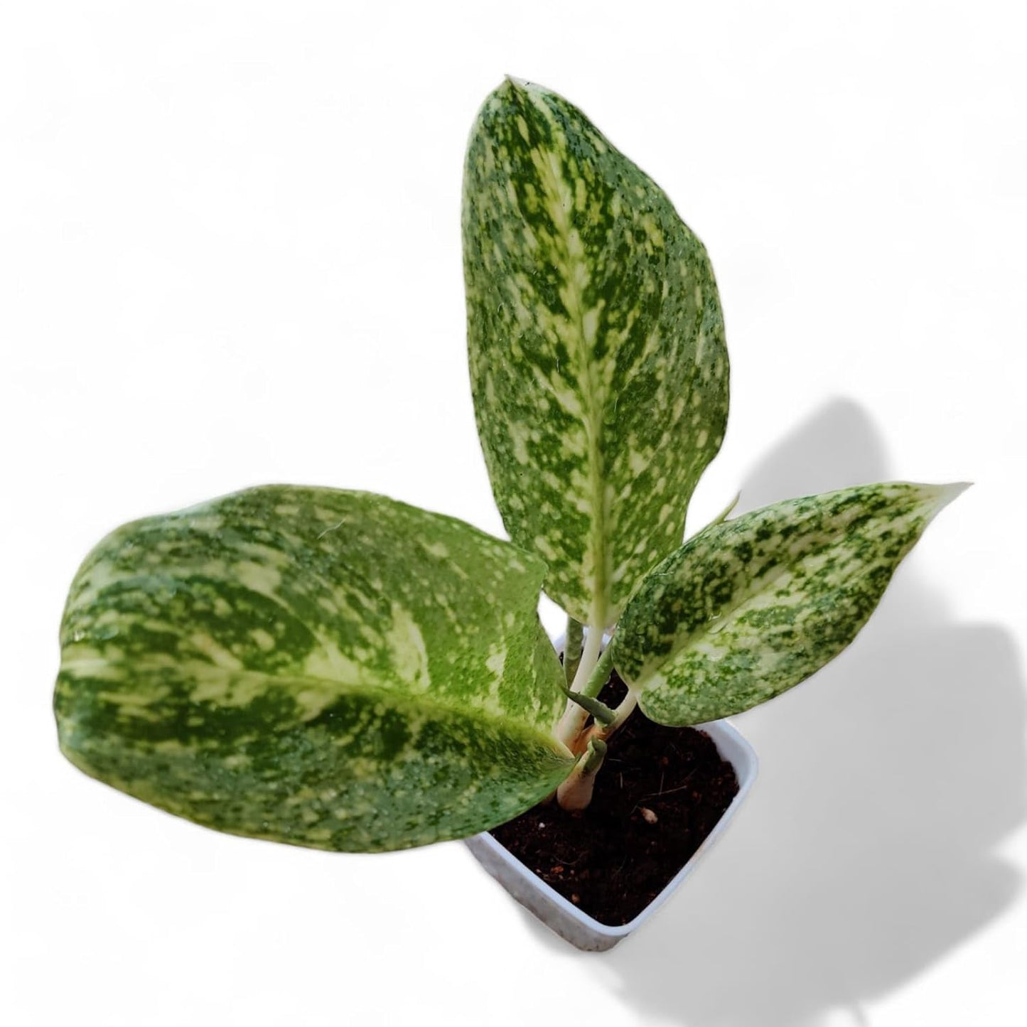 Aglaonema White Lightning