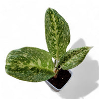 Aglaonema White Lightning - plant store® 