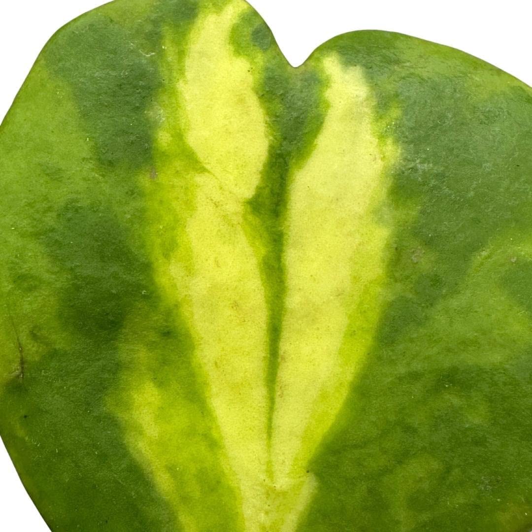 Hoya Kerrii, Inner Variegation, Big and Full of Heart Shaped Leaves (Plant it Yourself) Bare Rooted - plant store® 