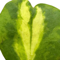 Hoya Kerrii, Inner Variegation, Big and Full of Heart Shaped Leaves (Plant it Yourself) Bare Rooted - plant store® 