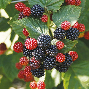 Blackberry Plant