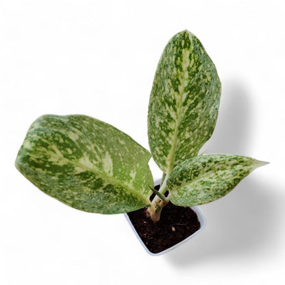 Aglaonema White Lightning