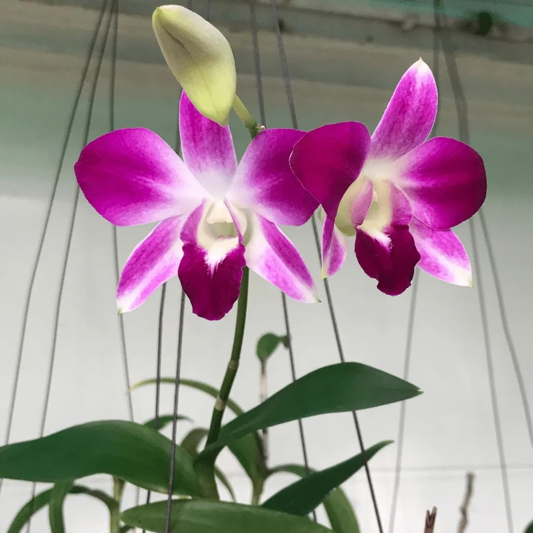 Orchid - Dendrobium Erasakul Rot Gold (Blooming Size) - plant store® 