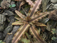 Cryptanthus Choco Starlite - plant store® 
