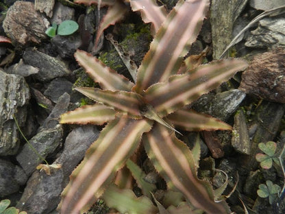 Cryptanthus Choco Starlite