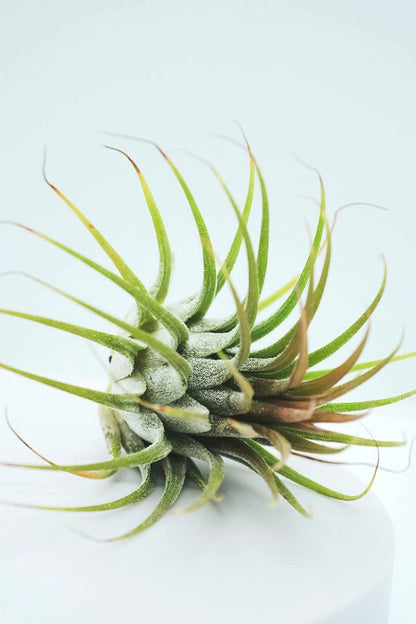 Tilandensia Ionantha Air Plant