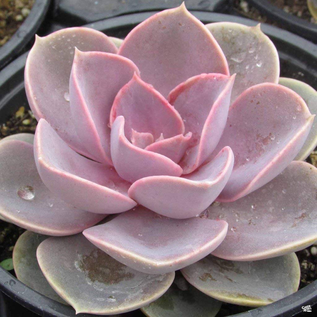 Echeveria Perle Von (Bare Rooted) - plant store® 