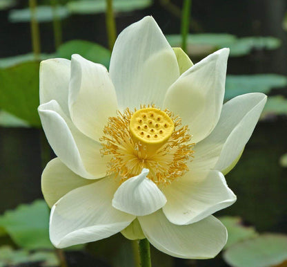 Coconut Milk Lotus Tuber