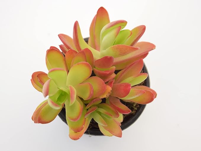 Crassula Campfire