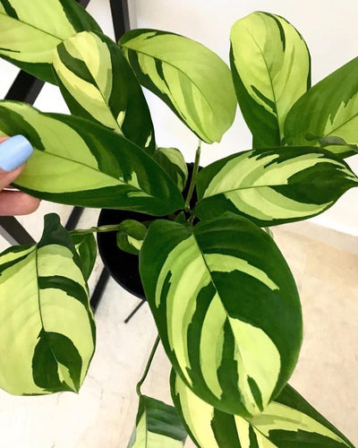 Calathea Golden Mosaic