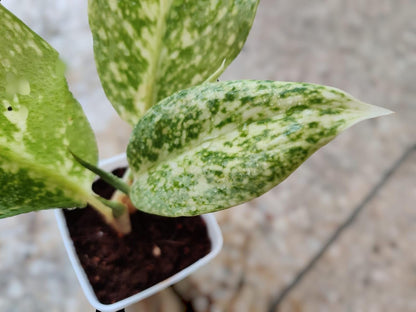 Aglaonema White Lightning