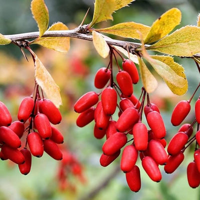 Miracle Berry/Fruit Grafted Tree