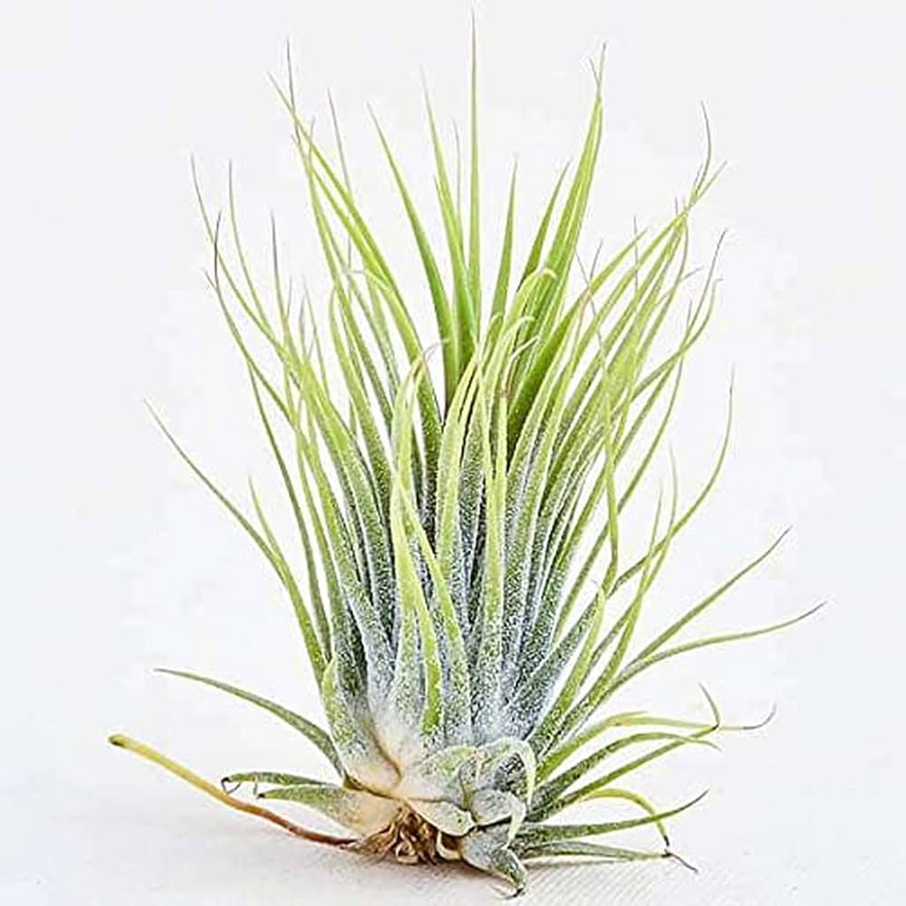 Tilandensia Ionantha Air Plant