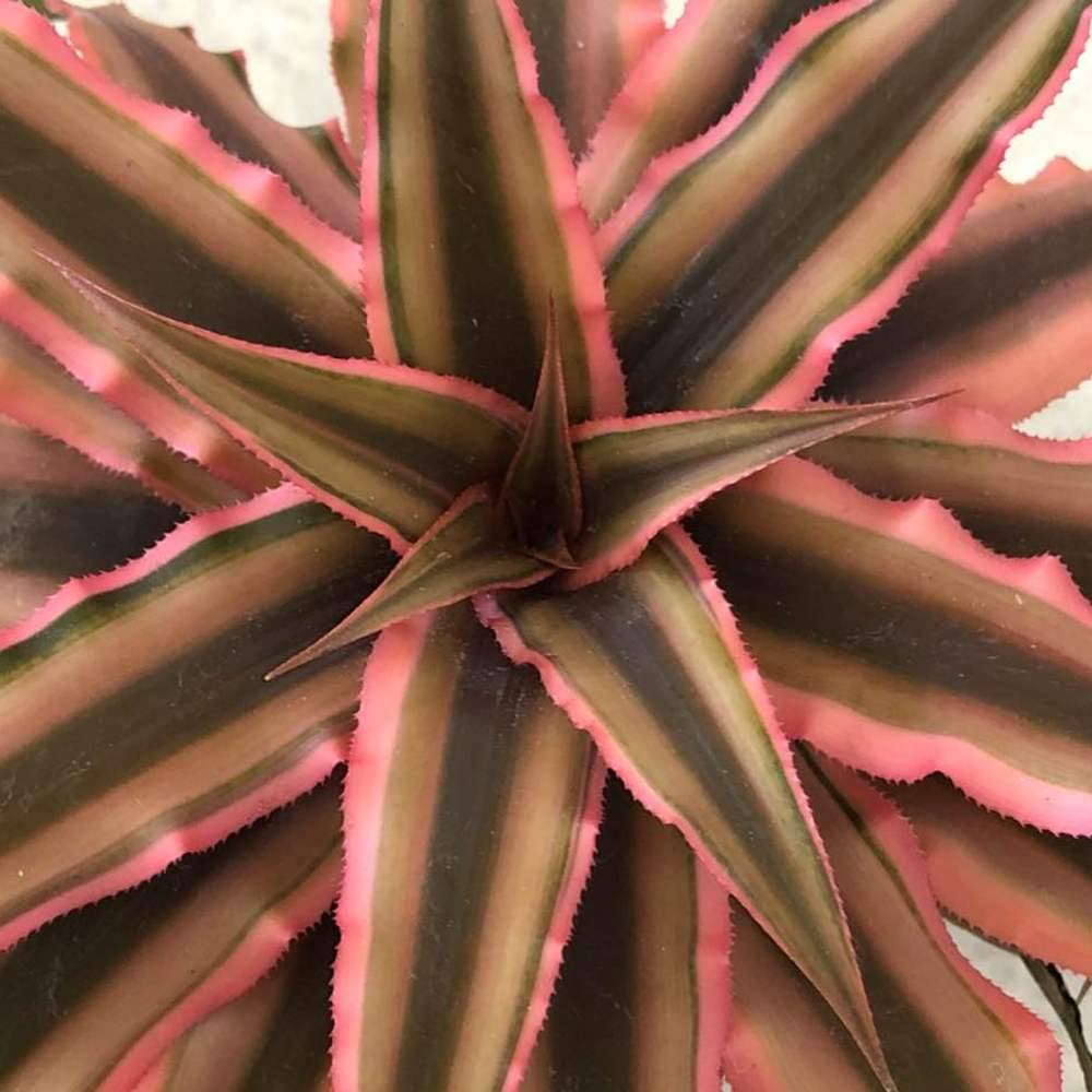 Cryptanthus Choco Starlite