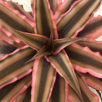 Cryptanthus Choco Starlite - plant store® 