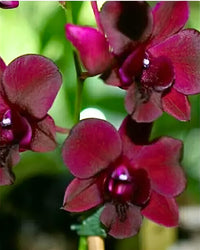 Orchid - Dendrobium Bom x Udomsri x Jack Consert (Blooming Size) - plant store® 