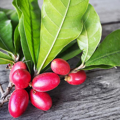 Miracle Berry/Fruit Grafted Tree