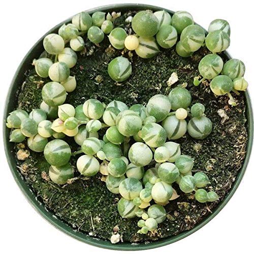 Variegated String of Pearls (Bare Rooted ~ without pot)