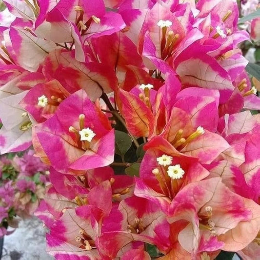 Multi-Colour Maharani Grafted Bougainvillea Plant