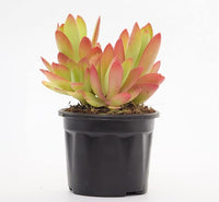 Crassula Campfire