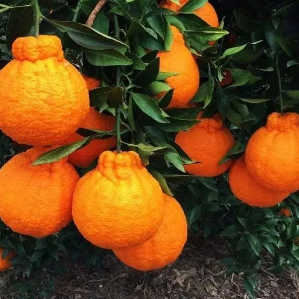 Dekopon Orange Grafted Tree