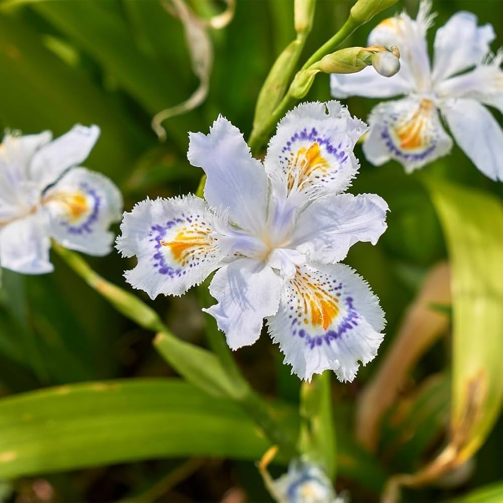 Iris Butterfly Flower Bulbs