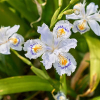 Iris Butterfly Flower Bulbs