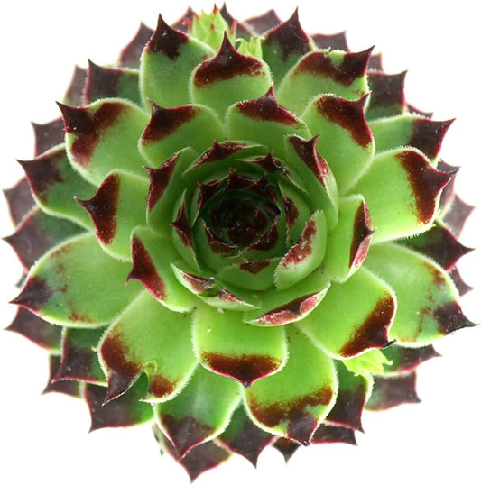 Hybrid Laxmi Kamal (Bare Rooted)