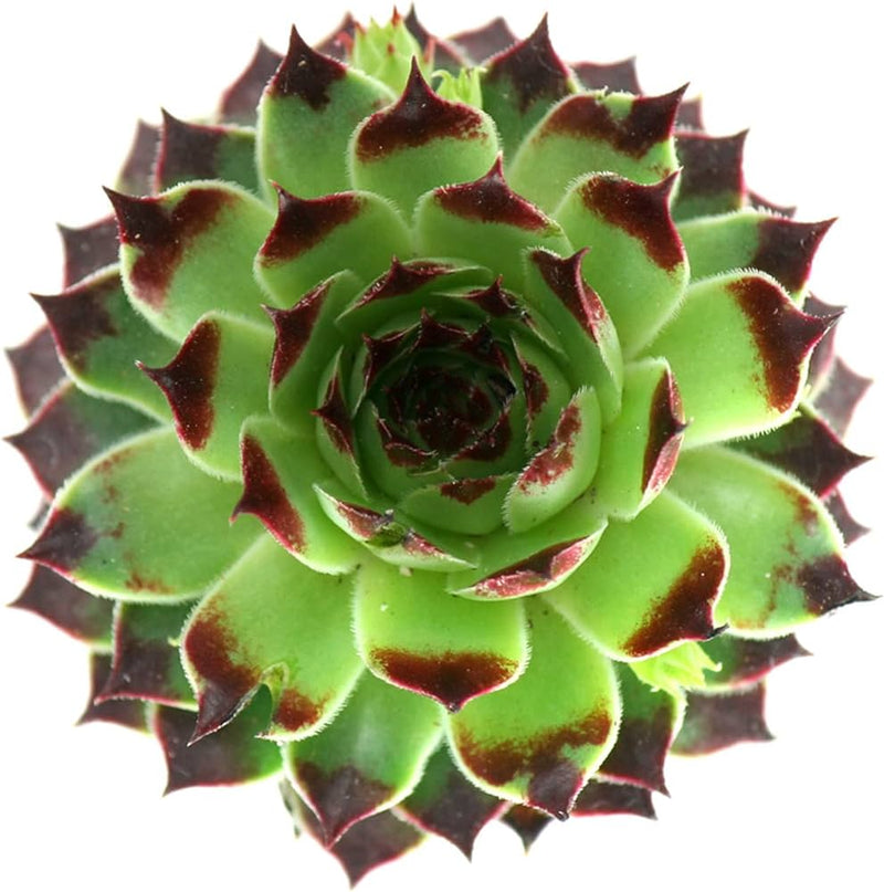 Laxmi Kamal (Bare Rooted)