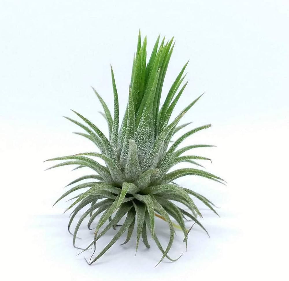 Tilandensia Ionantha Air Plant