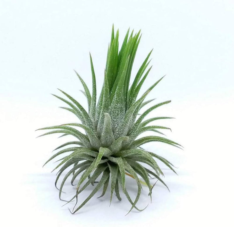Tilandensia Ionantha Air Plant - plant store® 