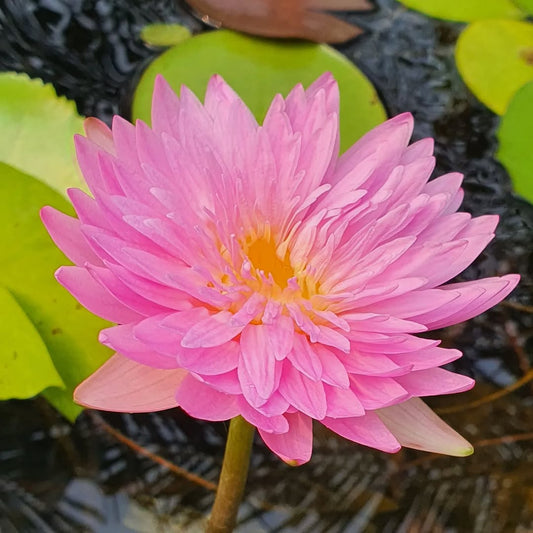 Chombu Patra Tropical Waterlily