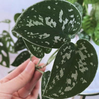 Satin Pothos (Silver Pothos) - plant store® 