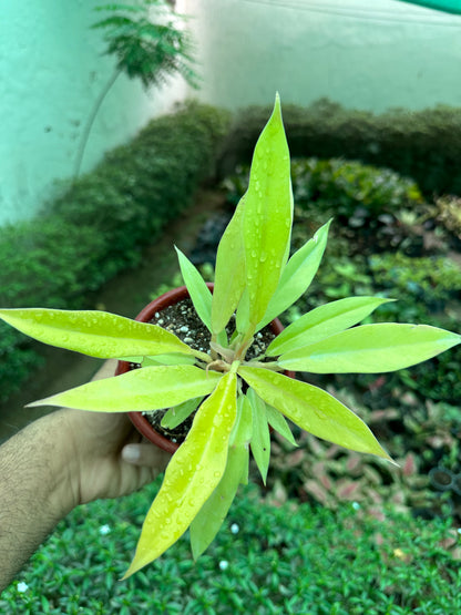 Philodendron Ring of Fire Golden