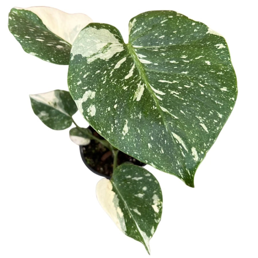 Monstera 'Thai Constellation' - plant store® 