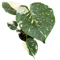 Monstera 'Thai Constellation' - plant store® 