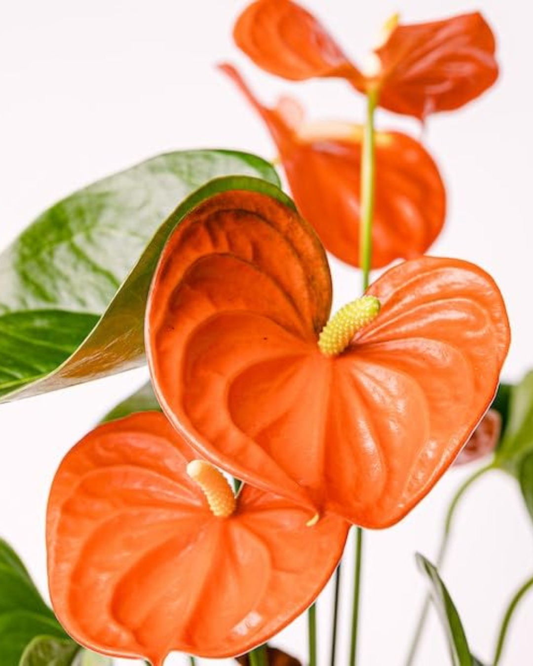 Anthurium Plants (with minimum 2 flowers)