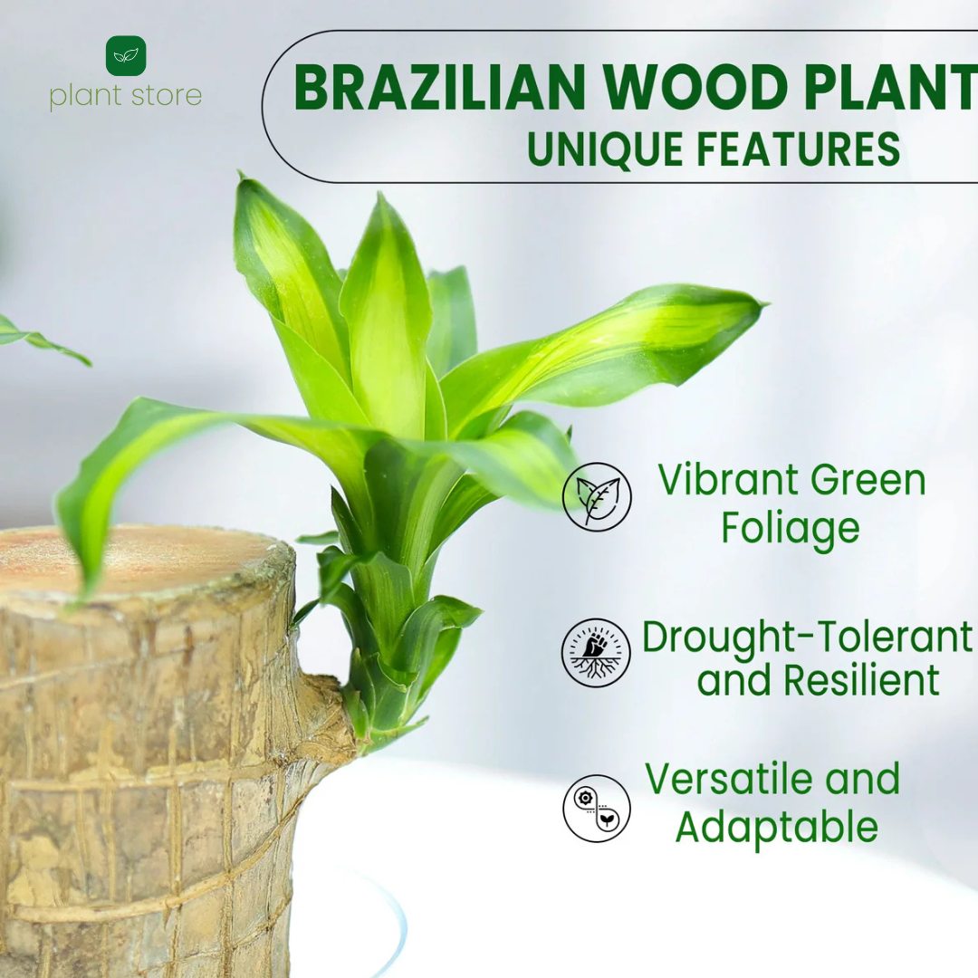 Brazilian Wood - Imported Plant