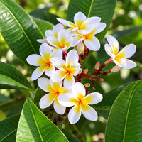 Thai Champa (Plumeria) Assorted Colour