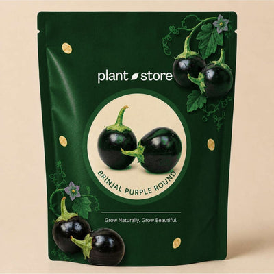 Brinjal Purple Round Vegetable Seeds | 140–200 Seeds
